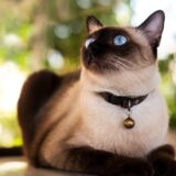 日本に永住を希望する外国人はどんな人たちかー最新データから考える日本の移民制度