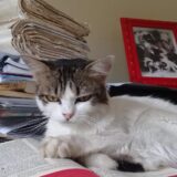 緊急避妊薬の現状と課題 ― 日本はなぜここまで遅れたのか