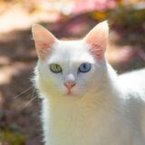 日本の社会保障費はどこから来て、どこへ向かうのか