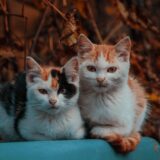 イラン情勢が日本の医薬品に与える影響とは？― 戦争と物流の混乱がもたらす「見えないリスク」を読み解く