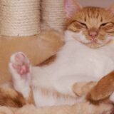 厚労省が動いた「国保逃れ」問題──その実態とこれからのリスク